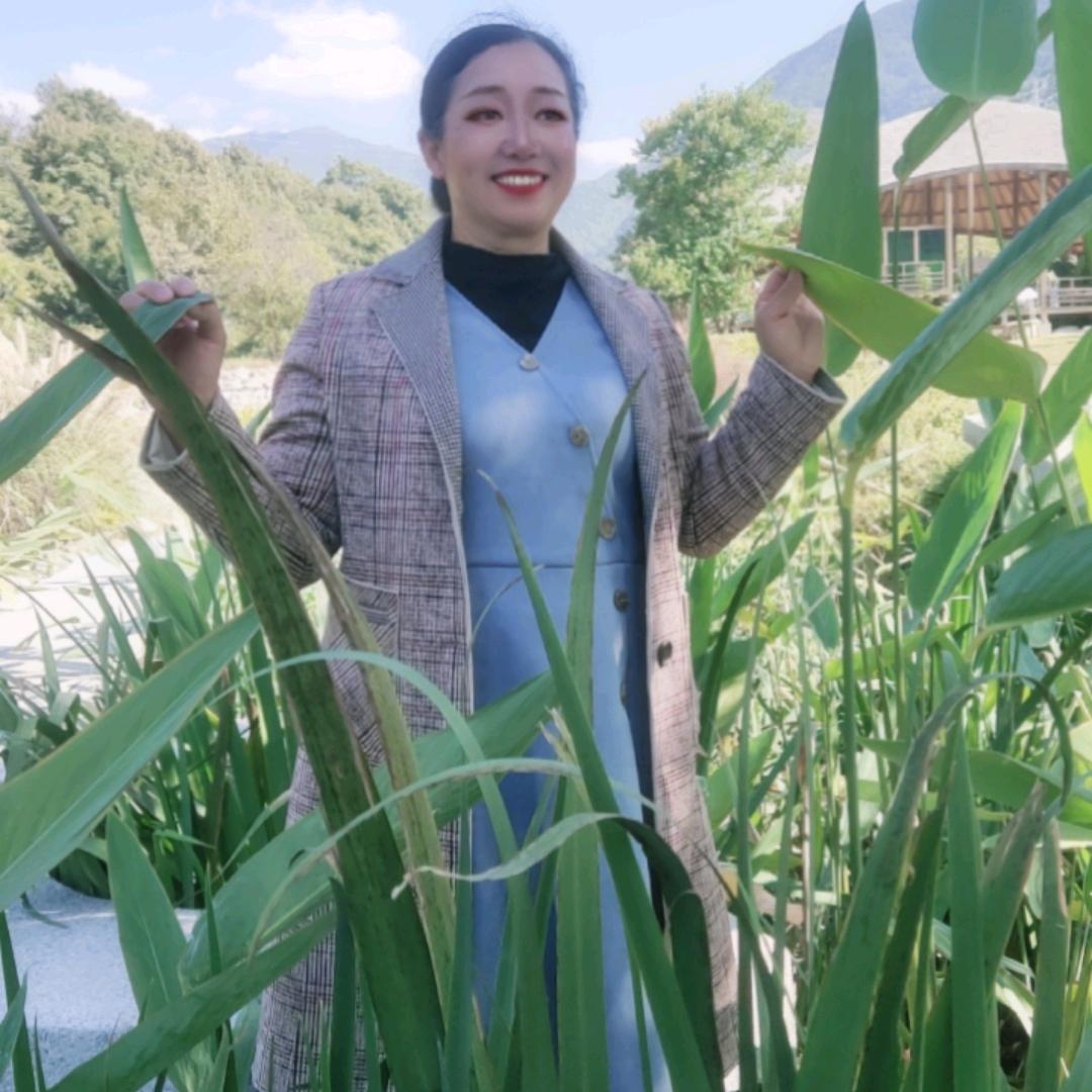 秋叶（长桑果~德昌）