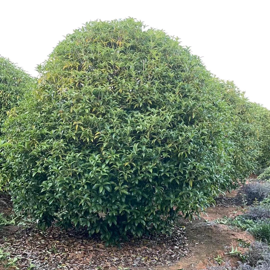 湖北咸宁李氏绿化