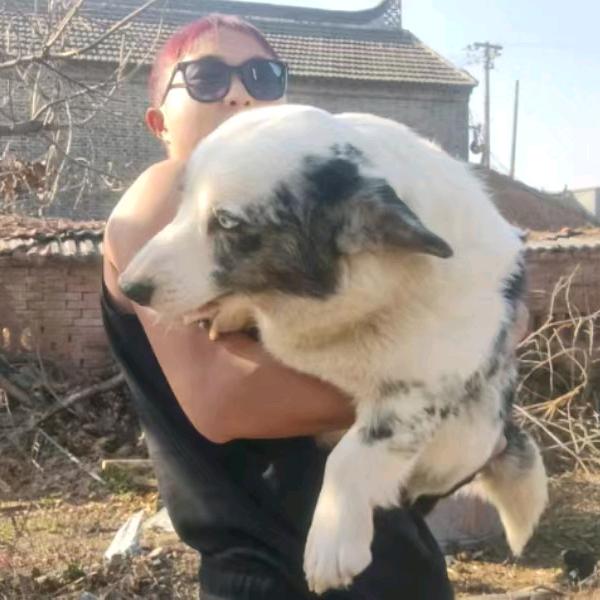 兴化卡迪根柯基