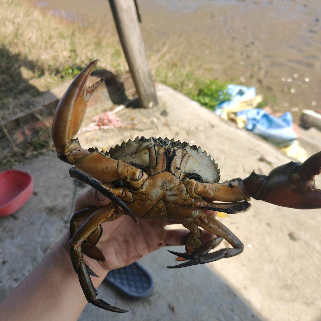 沈海盗