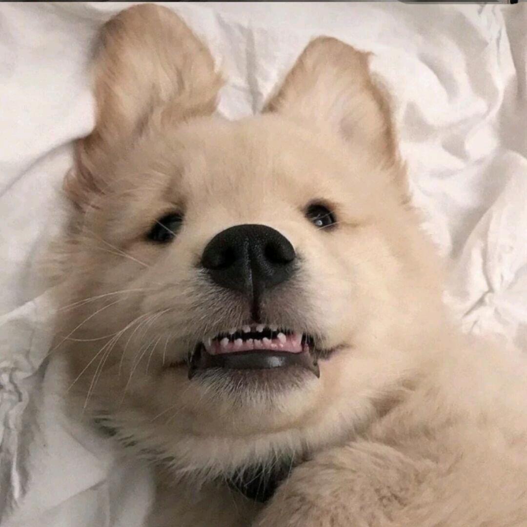 榴壹首猫山王榴莲