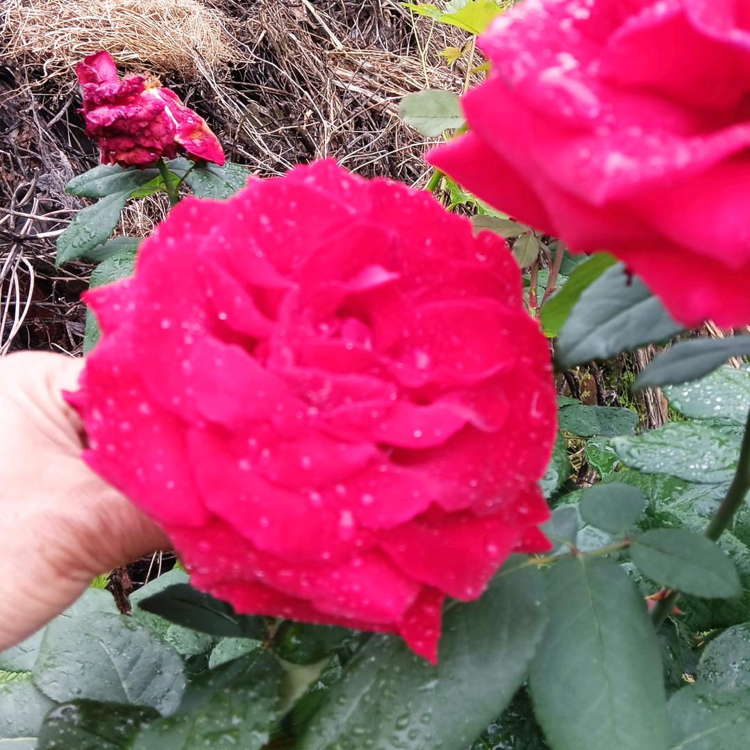 幸福快乐大本营