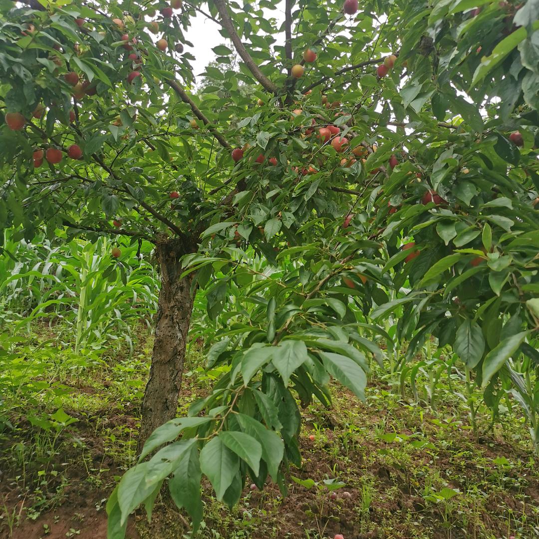 好