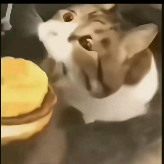 😱😱😱小猫可以吃瑟堡