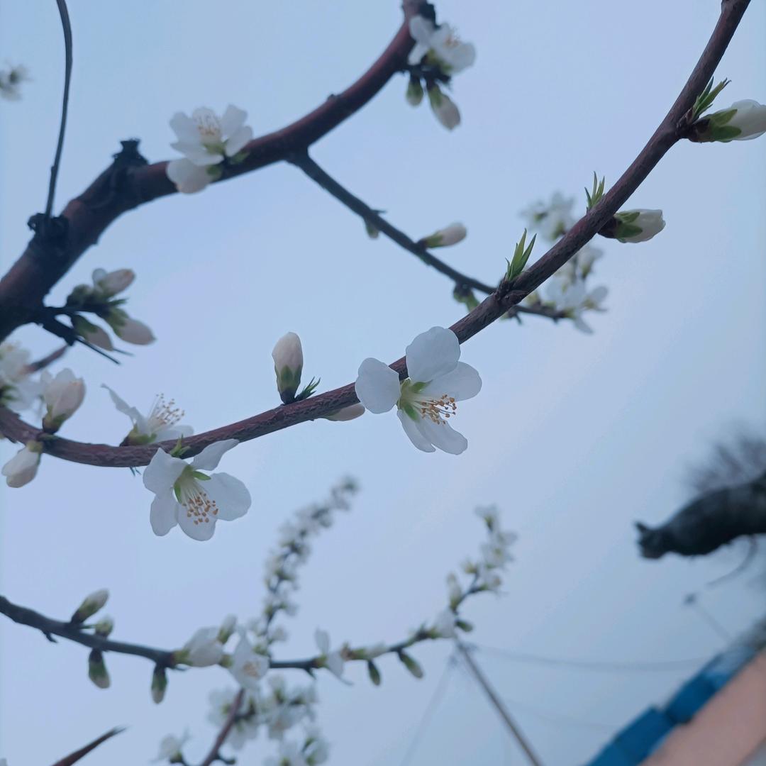 安逸