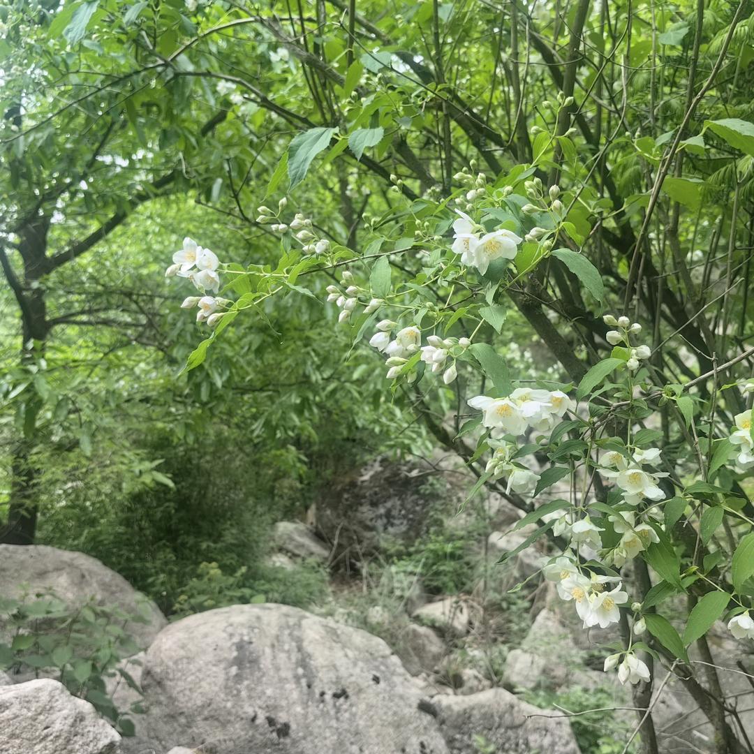 胖重来