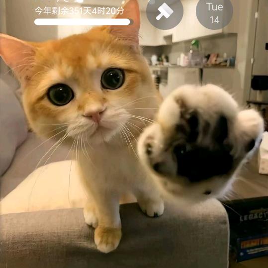 纪纪无名