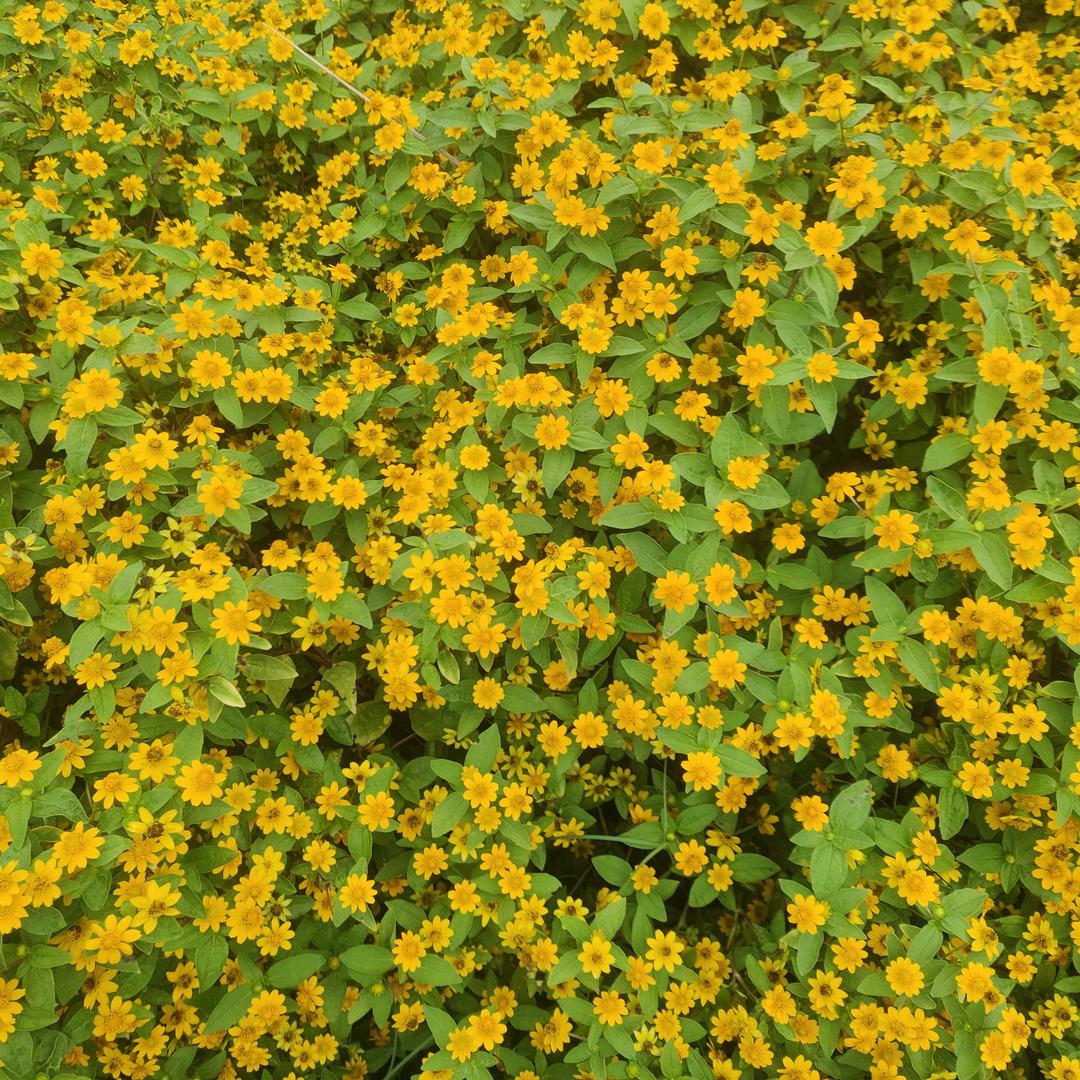 菲菲
