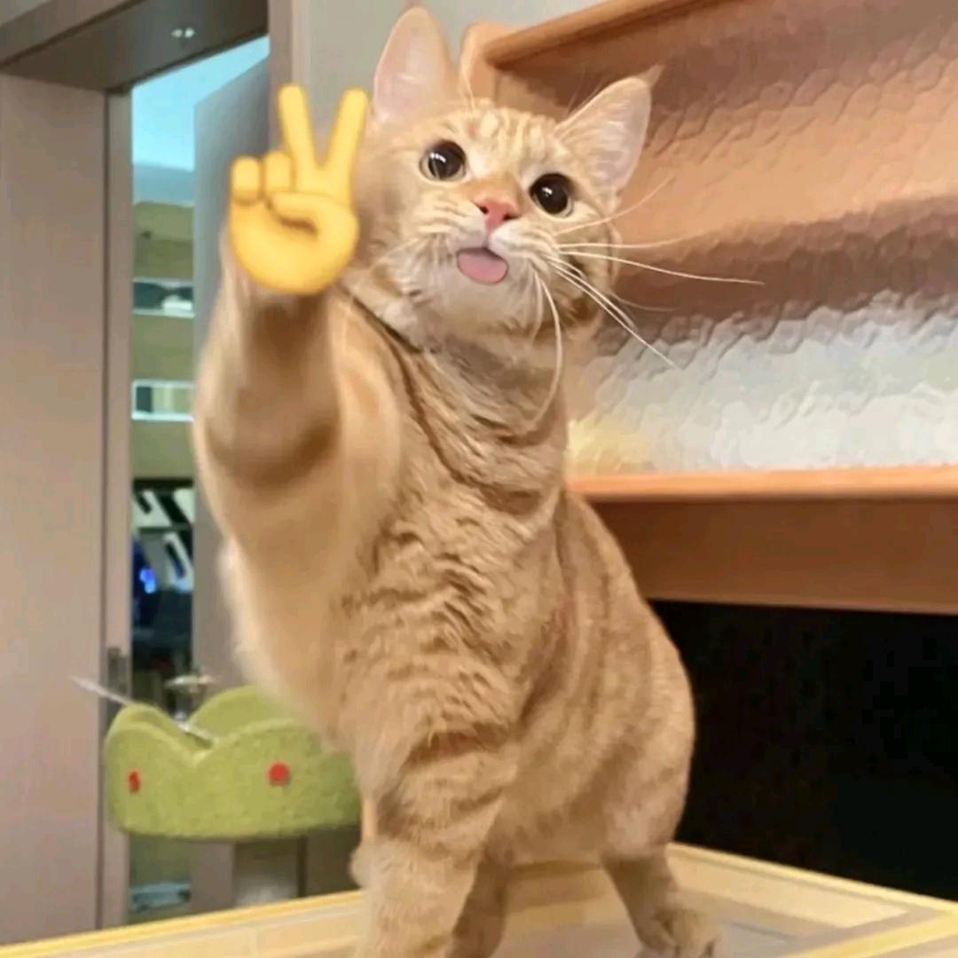 云浅