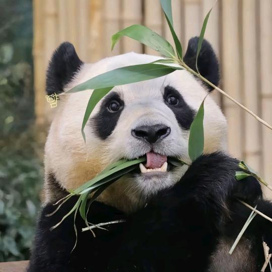 一鹿向前