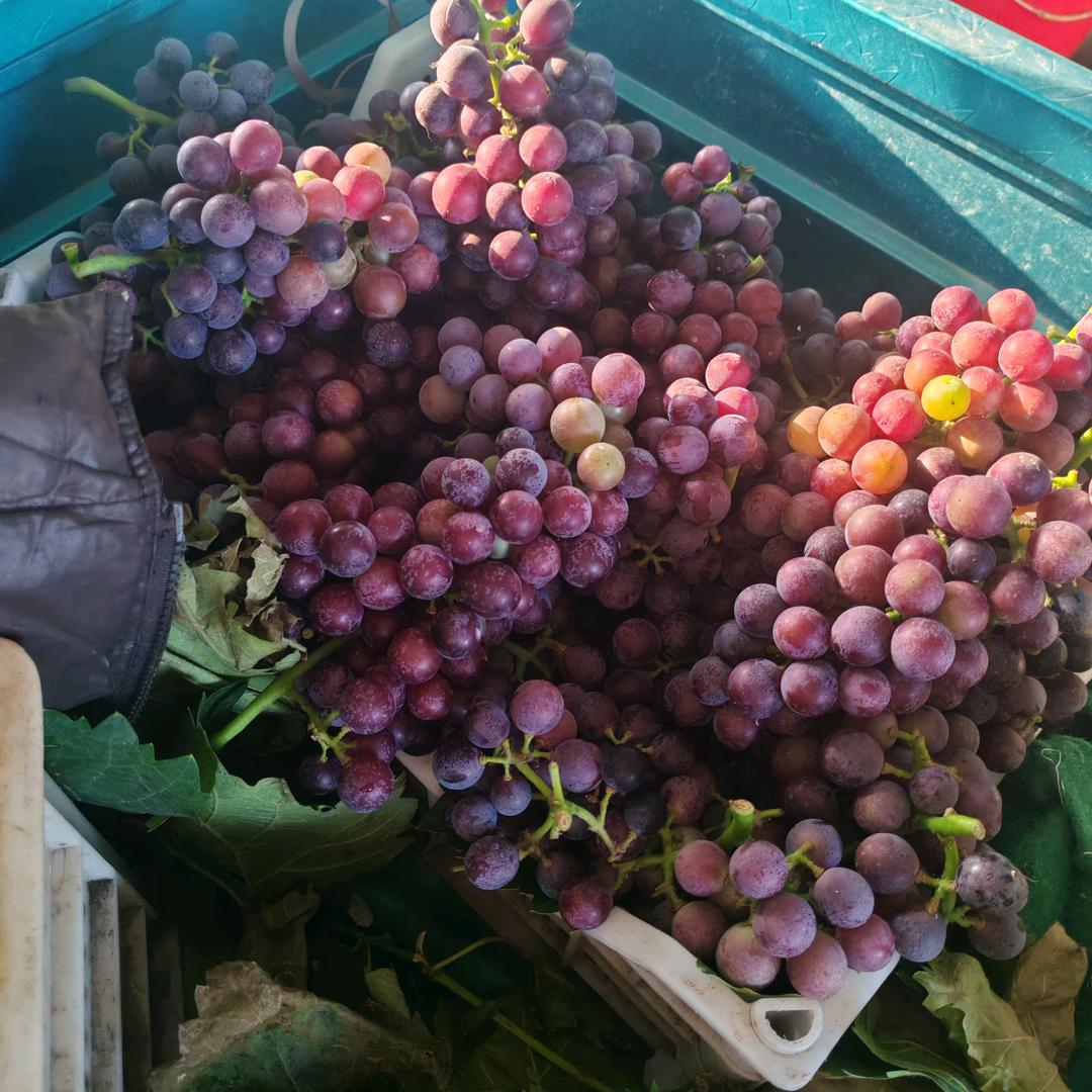 盛果葡萄园官方号