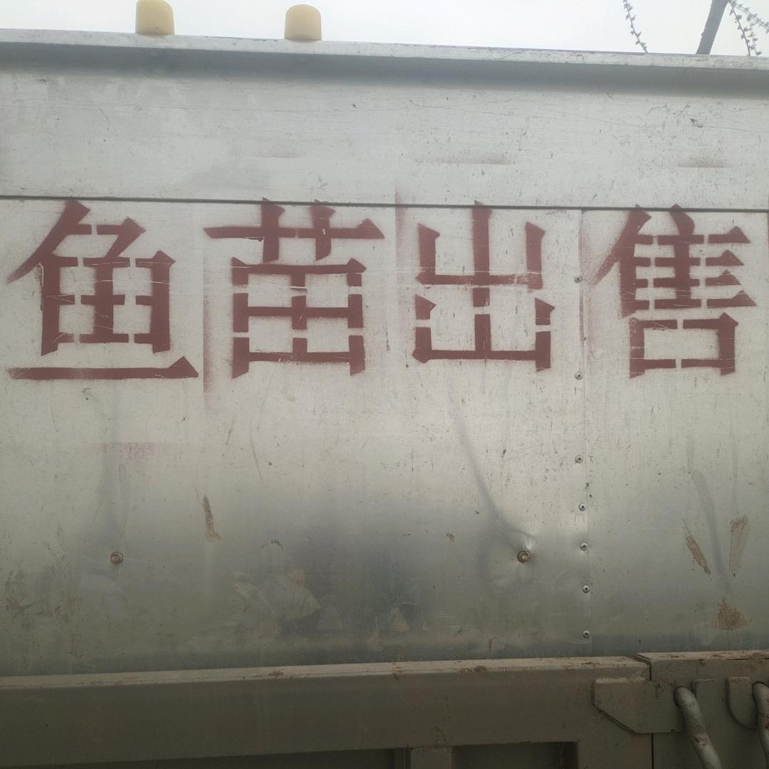 出售:草鱼,花鲢,白鲢