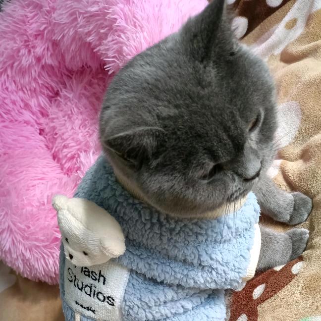 小1是只猫