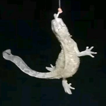 老表