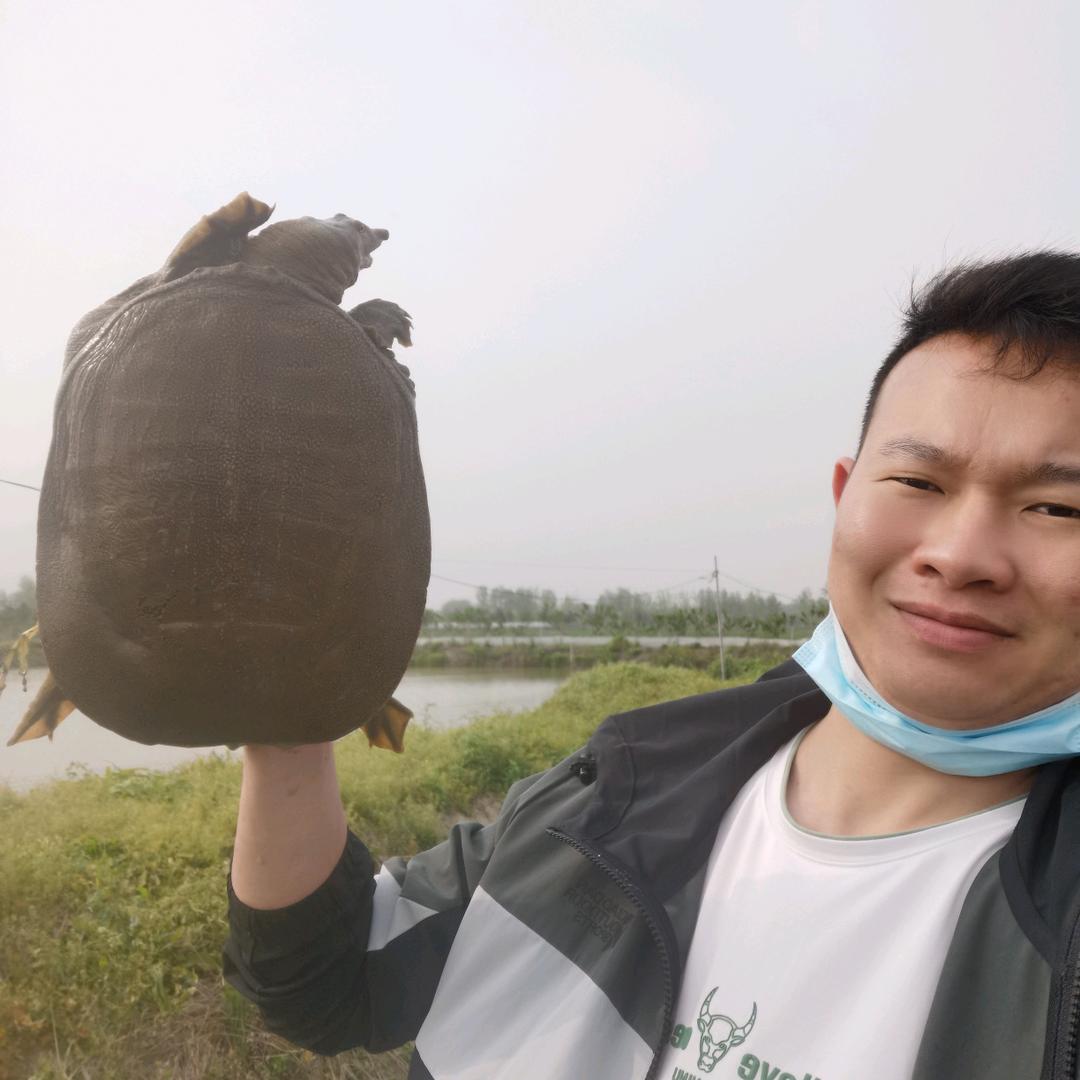 恒一生态甲鱼供销基地