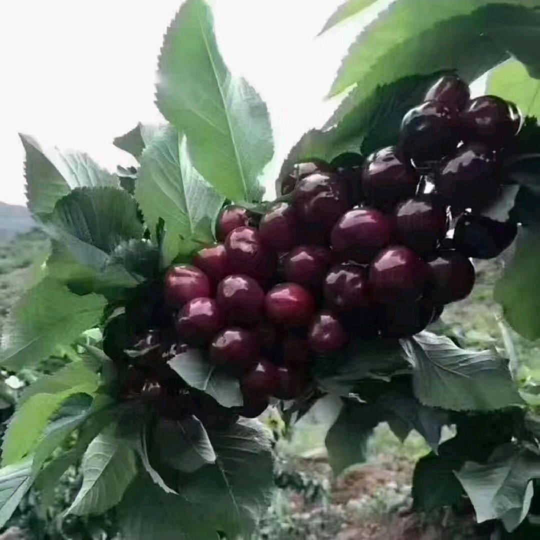 好人一生