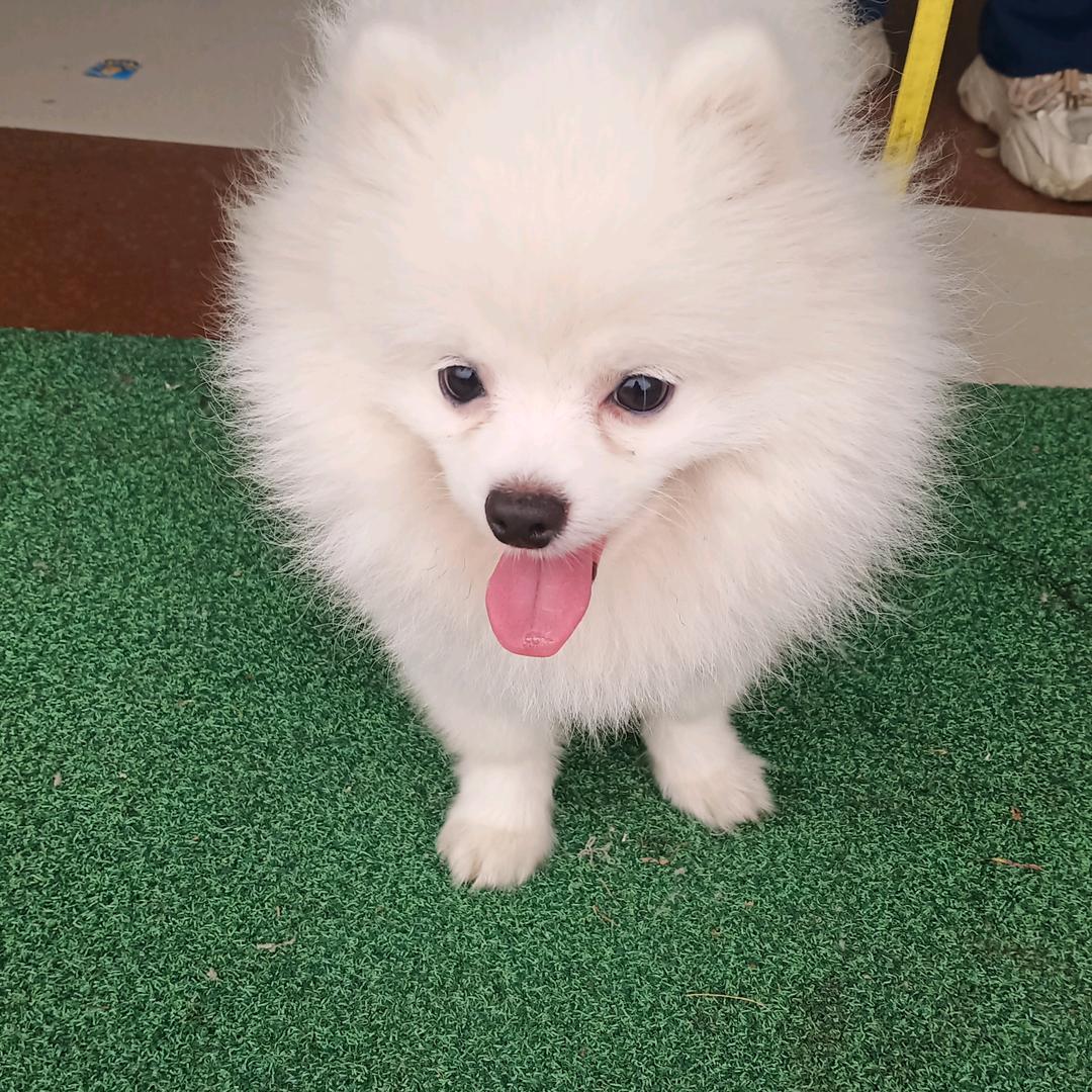 🐶
