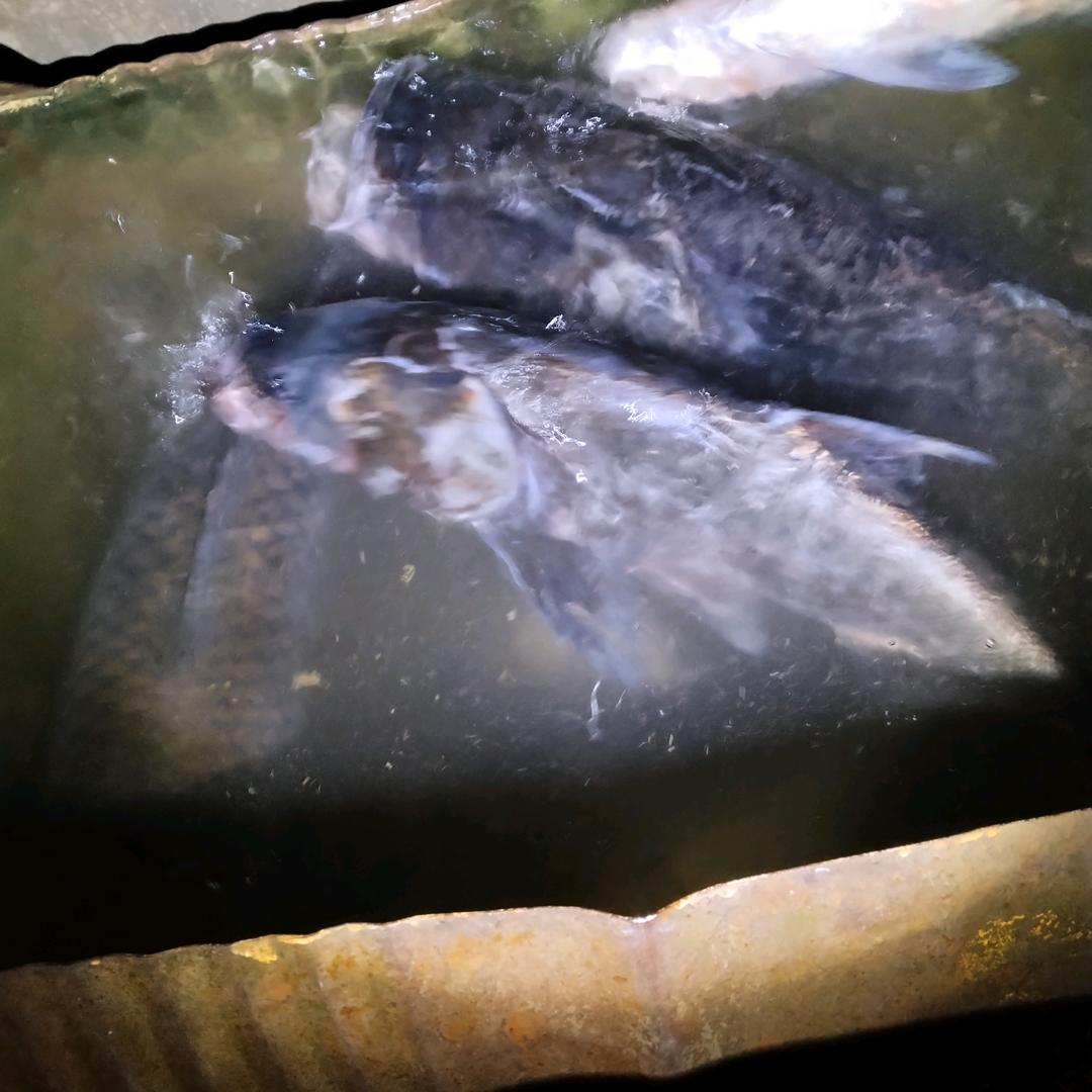 鱼🐟🐟🐟🐟