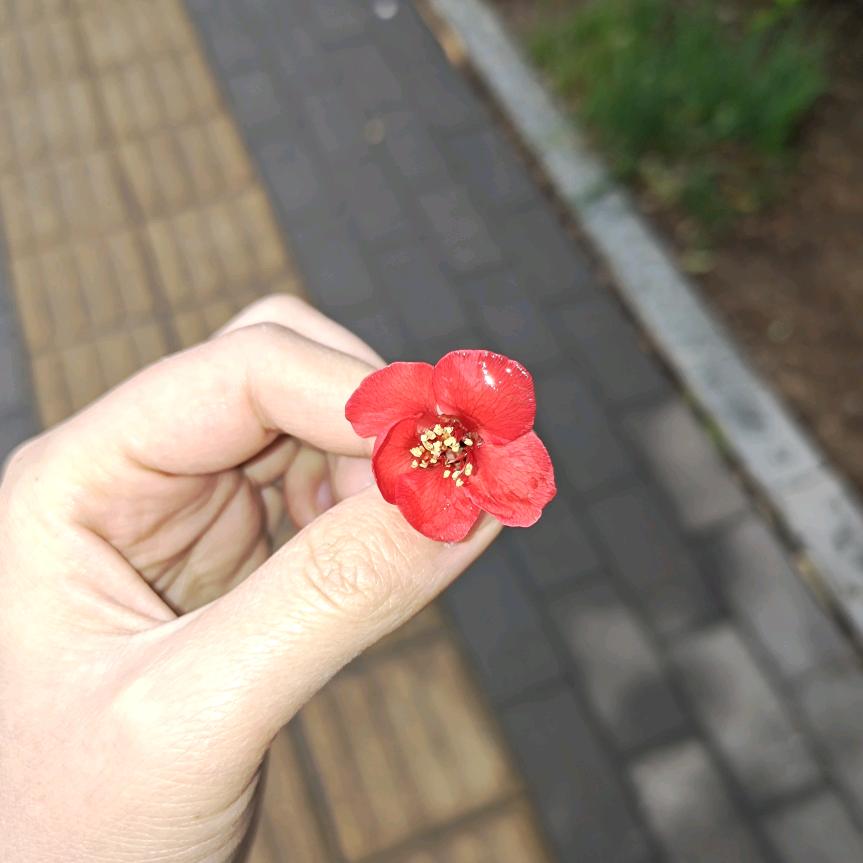 安晴妈妈