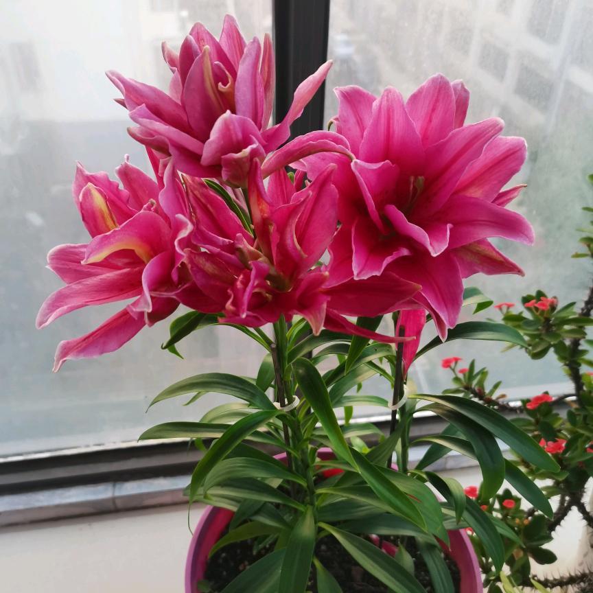 伪装