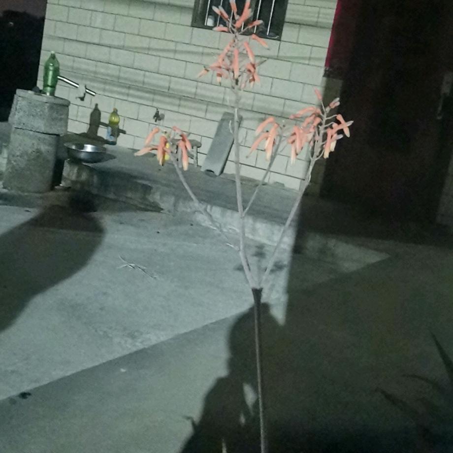 夏天的风