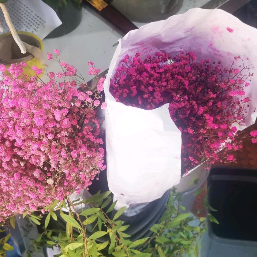 小白鸽
