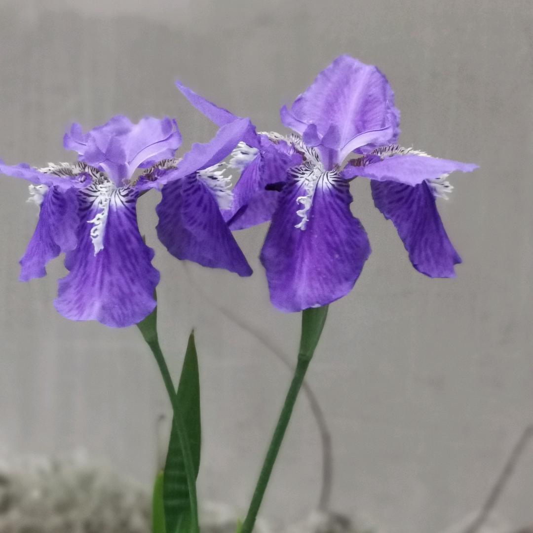 大方