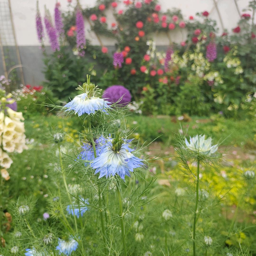 陌上花开