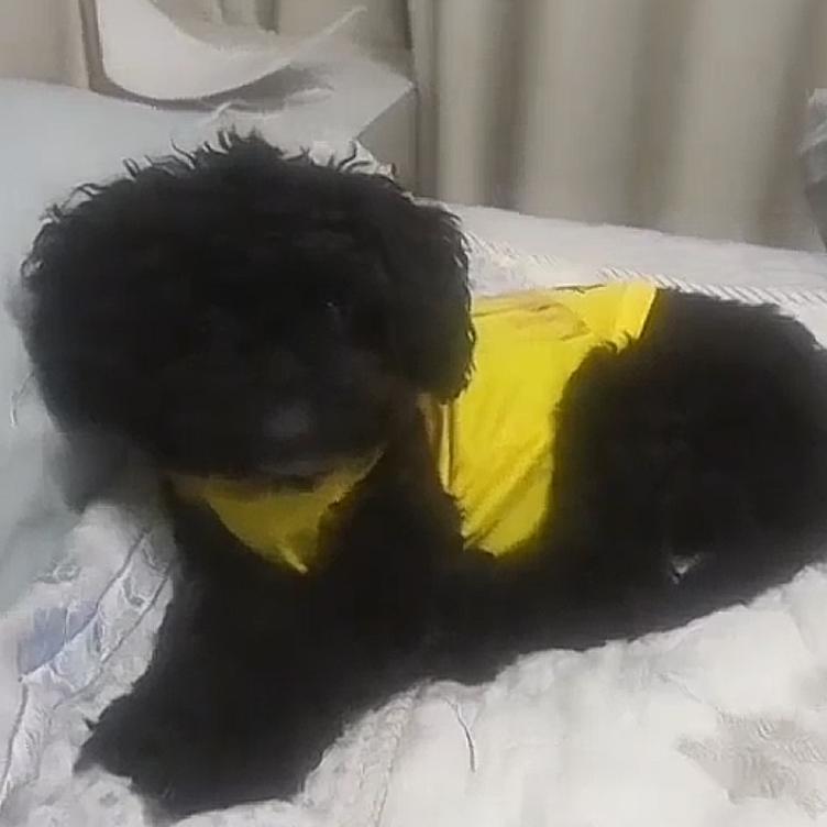 我的小莫在2025.8.20号去世的😭