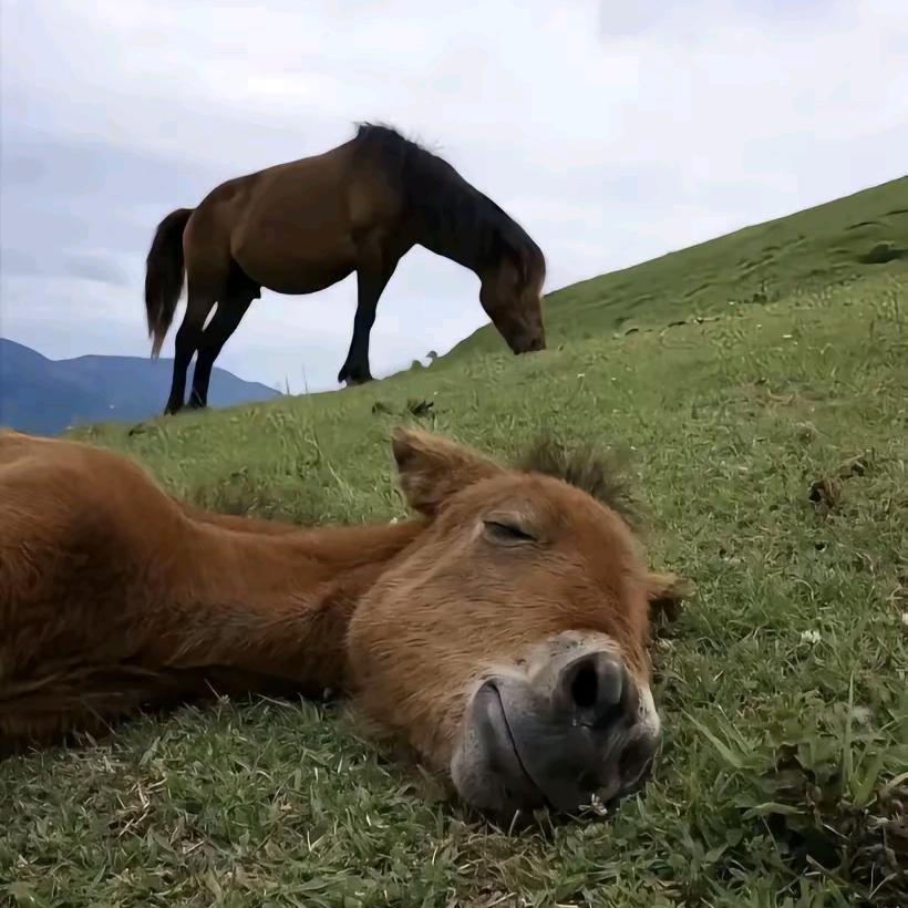 咪其林