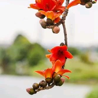 海口秀英倾舜淇百货商行