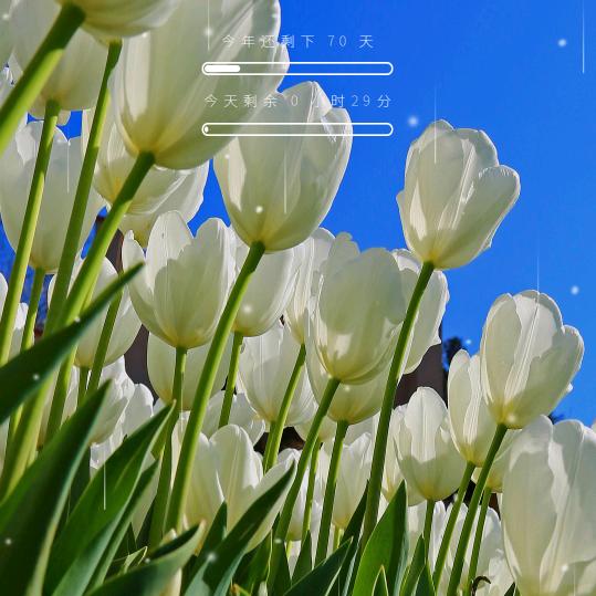 天天开心大白菜