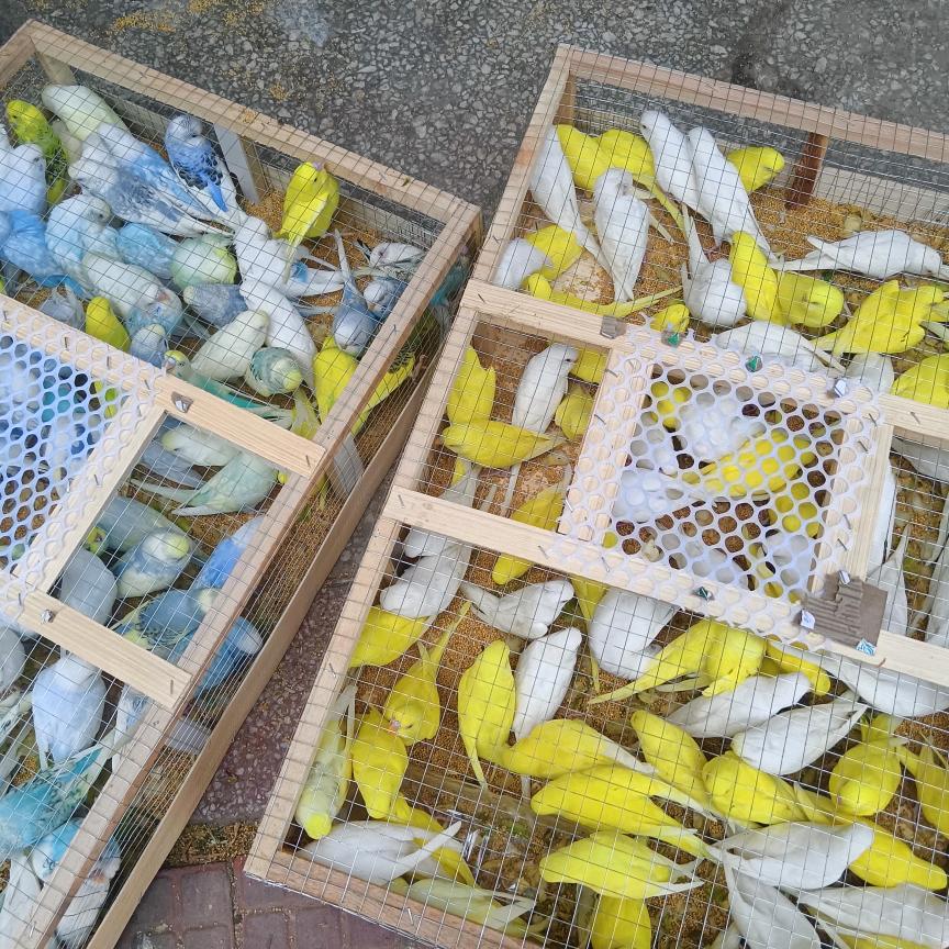 老张鹦鹉养殖