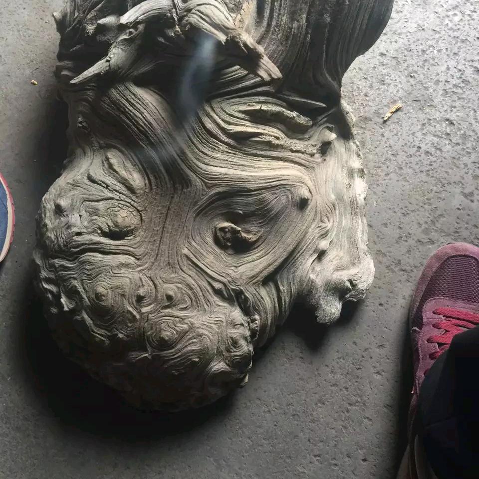 善聚崖柏