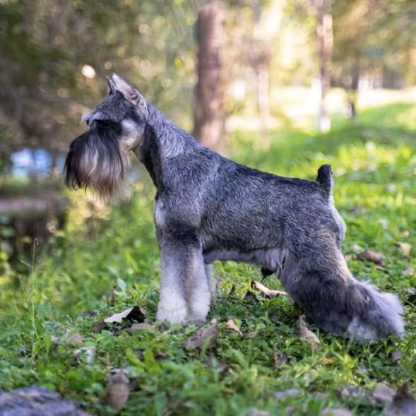沈阳CKU竹石雪纳瑞