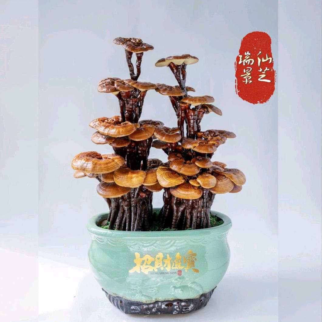 仙芝瑞景灵芝基地