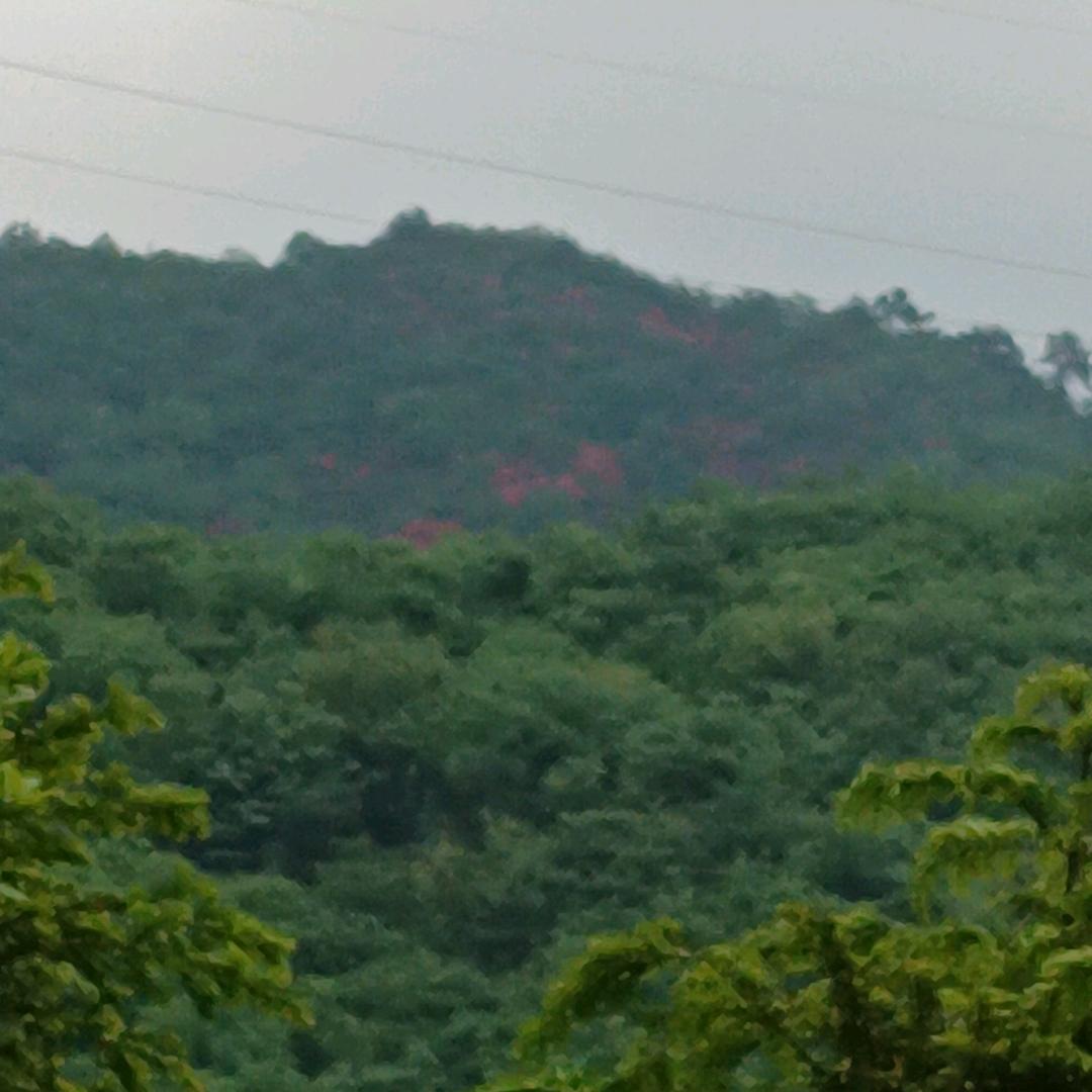 念雪归尘