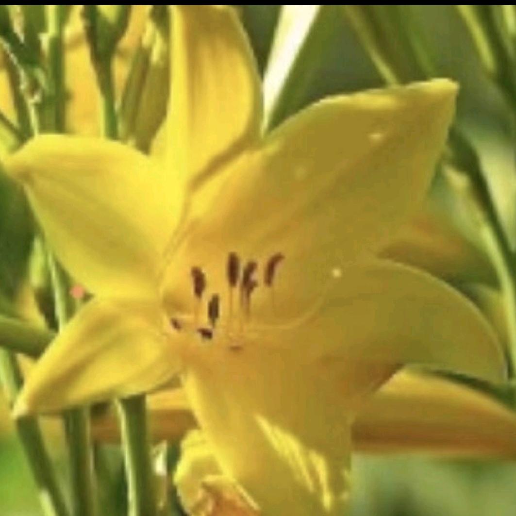 海花