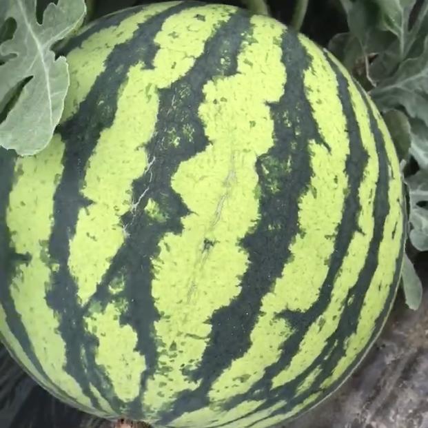 西瓜哥