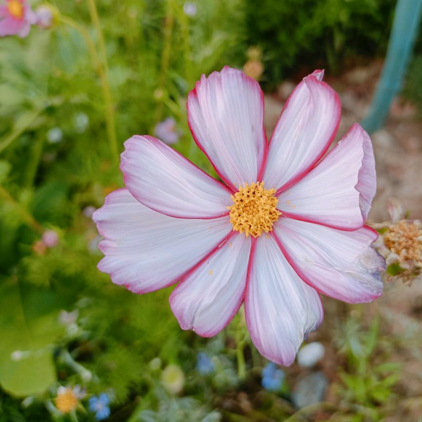 💕(^_^) 闲饭(｡･㉨･｡)ﾉ♡