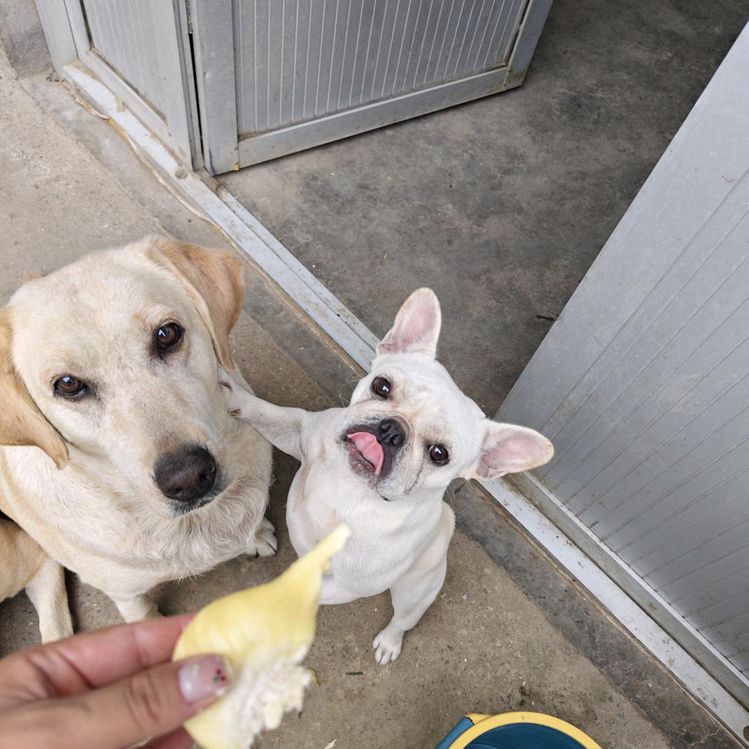 @大耳朵（图图）