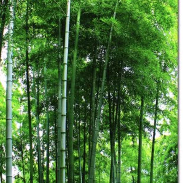 爱唱歌的竹子