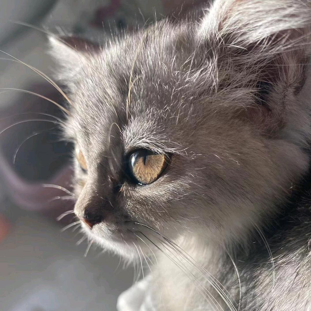 无畏契约~🐱🐱