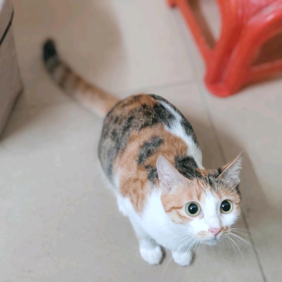 喵星人🐈🐾三花
