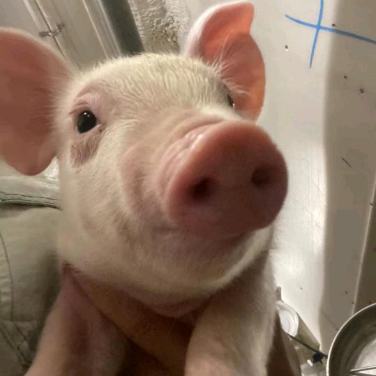 毕节七星关区养猪妹