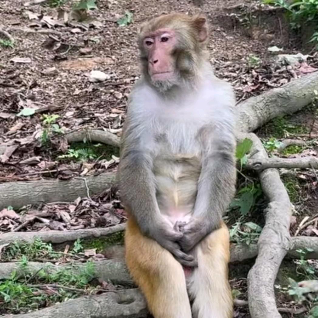 拍拉姆