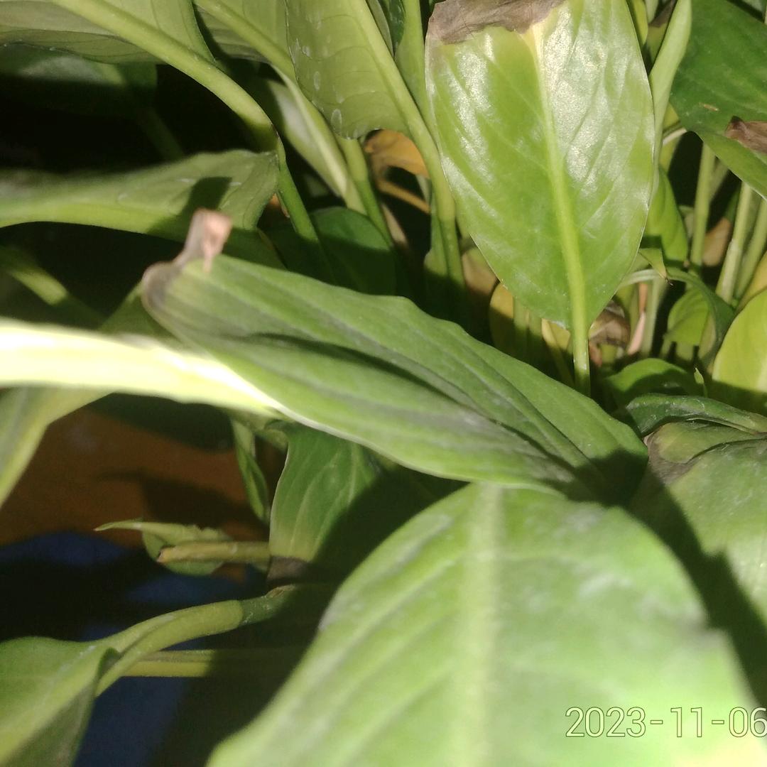 花开红艳艳