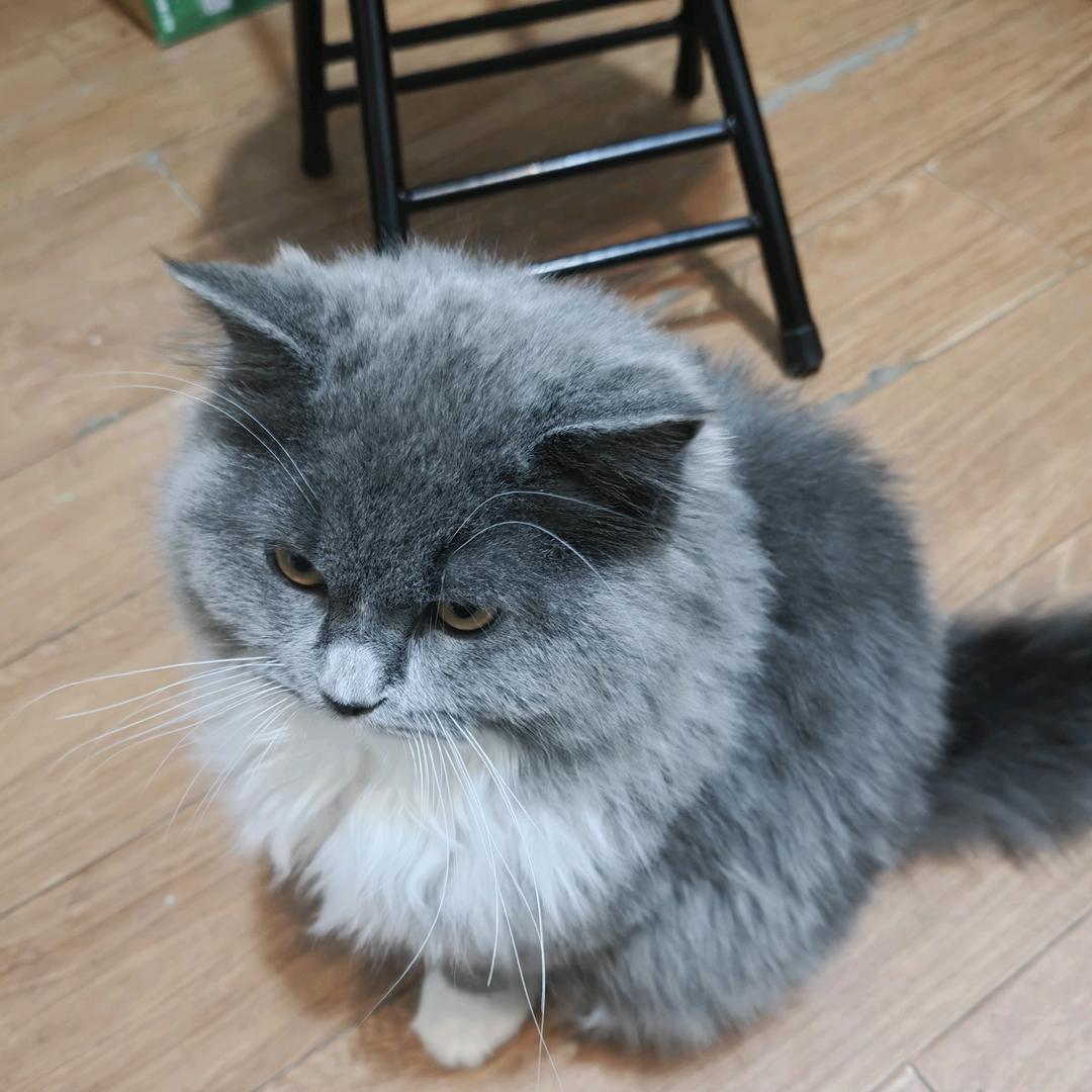 噗嗤