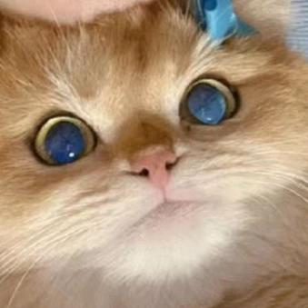 猫咪用品推荐