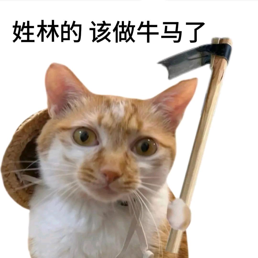 长流九号小凯